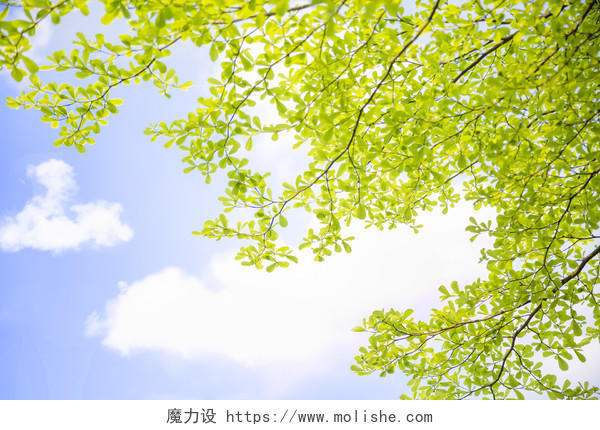 蓝天树叶叶子立夏季清新摄影图配图